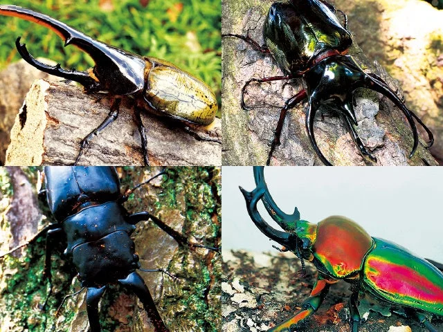 カブトムシやクワガタムシの集合写真
