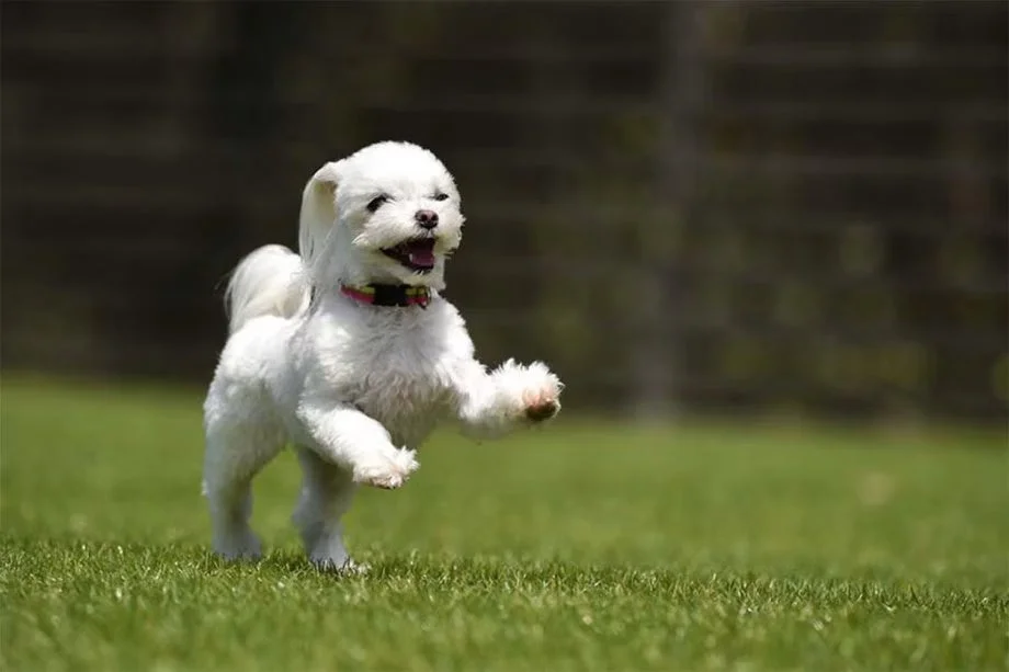 日帰りグランピング（犬）